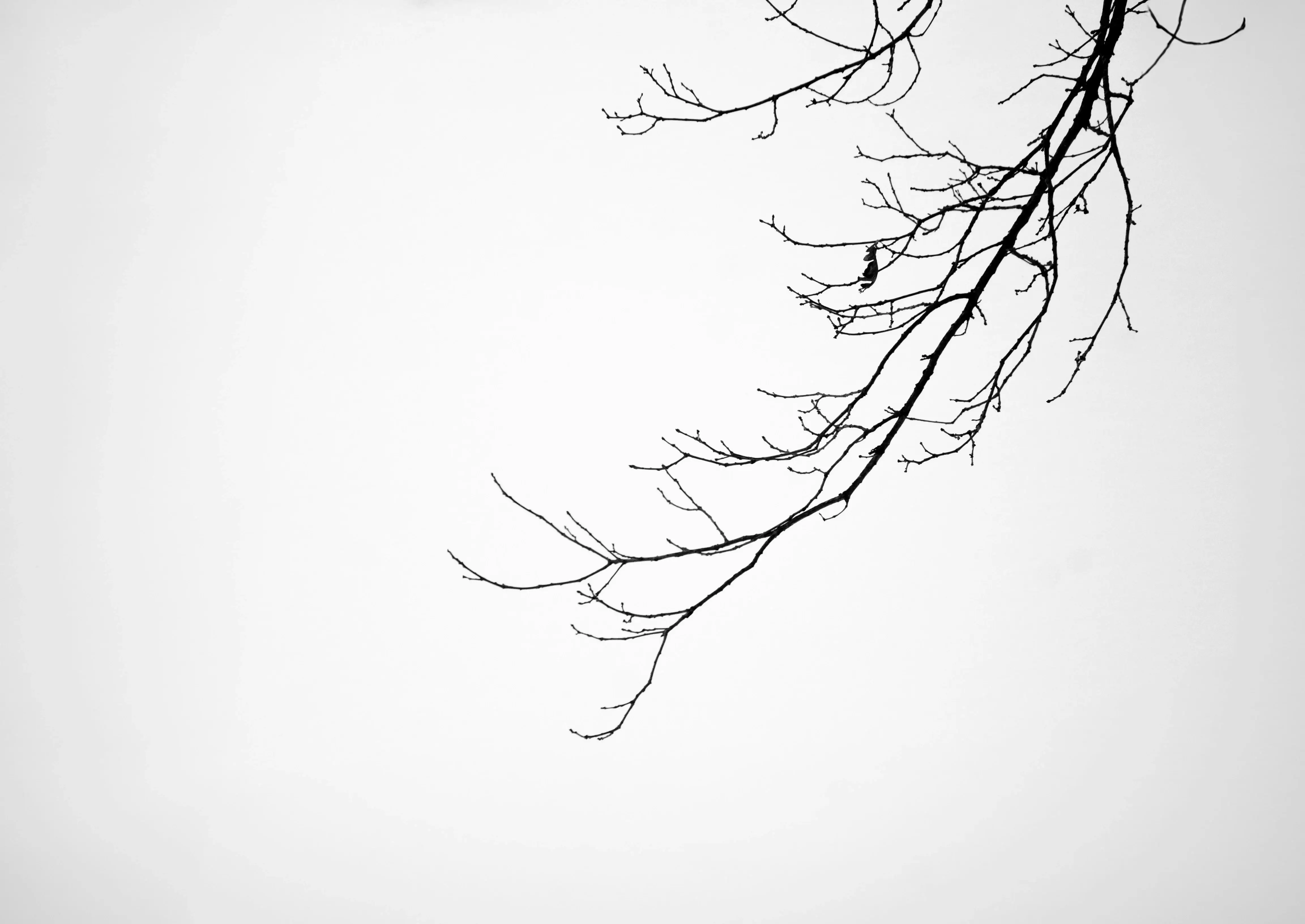 Islamitische coaching for Depression | Fitrah Tawheed